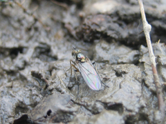Rhaphium