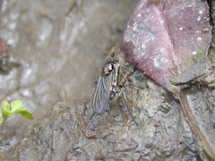 Rhaphium
