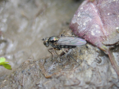 Rhaphium