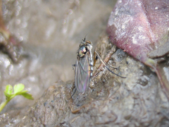 Rhaphium