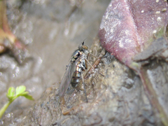Rhaphium