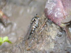 Rhaphium