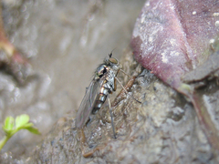 Rhaphium