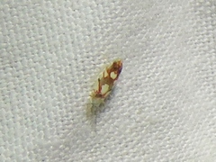 Erythroneura elegans