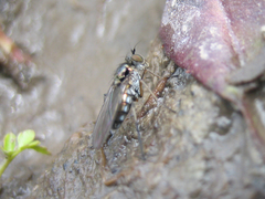 Rhaphium