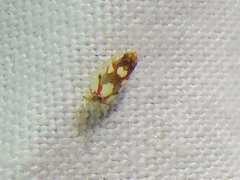 Erythroneura elegans