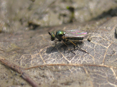 Rhaphium micans