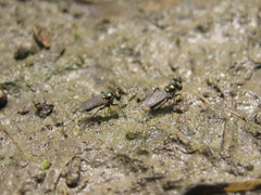 Rhaphium micans