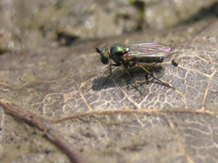 Rhaphium micans