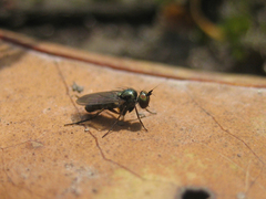 Rhaphium micans