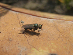 Rhaphium micans