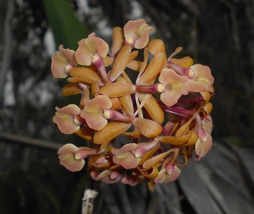 Image of Epidendrum anceps by (c) J. L. Gómez-Hechavarría, some rights reserved (CC BY)