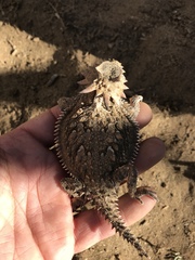 Phrynosoma coronatum
