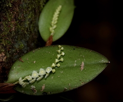 Stelis morganii