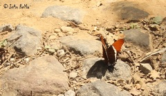 Siproeta epaphus epaphus