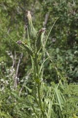 Scorzonera tragopogonoides