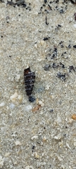 Cerithideopsis scalariformis