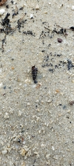 Cerithideopsis scalariformis