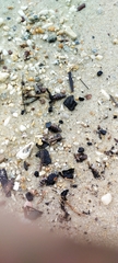 Cerithideopsis scalariformis