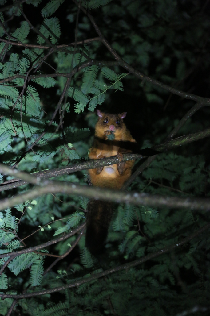 Spotted Giant Flying Squirrel