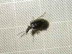 Lebia viridis