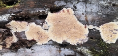 Phlebia centrifuga
