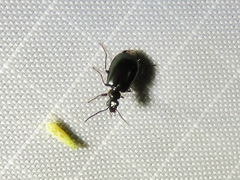 Lebia viridis