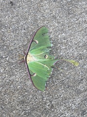 Actias luna