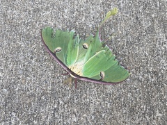 Actias luna