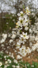 Prunus spinosa