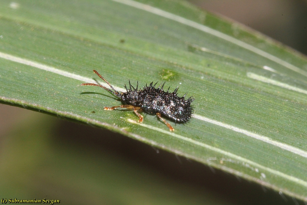 Dactylispa pallipes