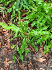 Pittosporum eugenioides
