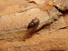 Hylurgops palliatus