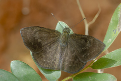 Bolla catharina