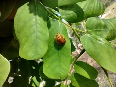 Eurypepla brevilineata