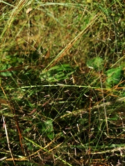 Eragrostis elliottii