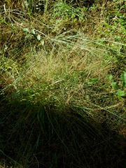Eragrostis elliottii