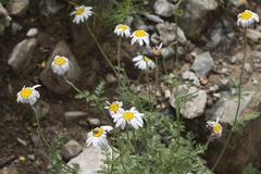 Richteria pyrethroides