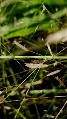 Eragrostis elliottii