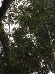 Elaeocarpus decipiens