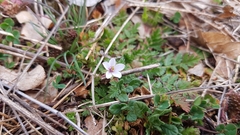 Erodium acaule