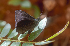 Bolla catharina