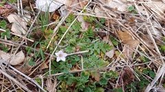Erodium acaule