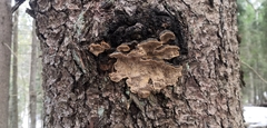 Phellinus abietis