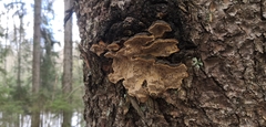Phellinus abietis
