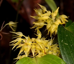 Pleurothallis ruscifolia