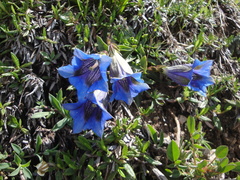 Gentiana clusii