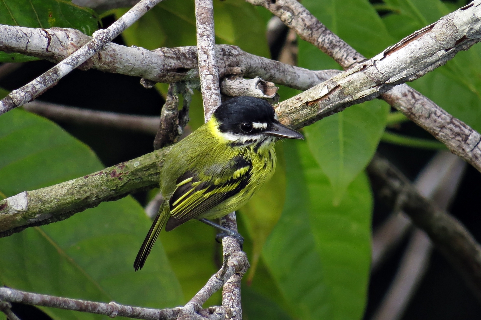 Painted Tody-Flycatcher illustration