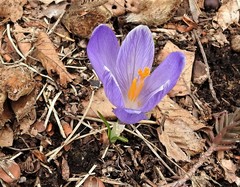 Crocus neapolitanus