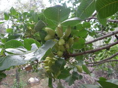 Pistacia vera